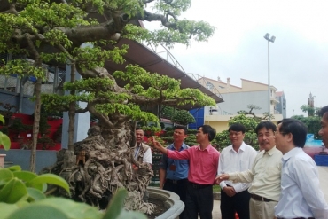 Triển lãm cây cảnh ở Văn Giang
