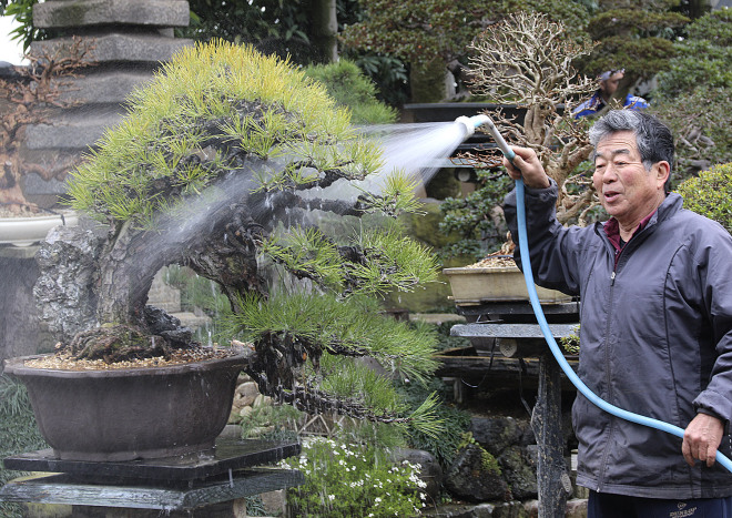 Vườn Bonsai của Nghệ Nhân số 1 Nhật Bản Kobayashi