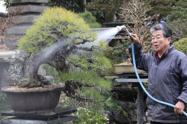 Vườn Bonsai của Nghệ Nhân số 1 Nhật Bản Kobayashi