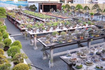 Vườn Bonsai đẹp nhất Nhật Bản