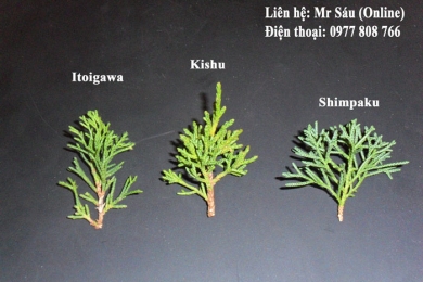 Sự khác nhau của Itoigawa, Kishu, Shimpaku qua hình ảnh