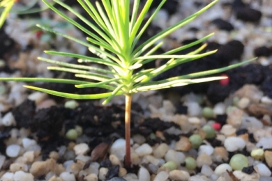Hưỡng dẫn thay chậu và uốn 1 cây Thông đen (Japan black Pine) khi còn nhỏ