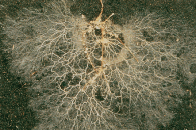 Nấm cộng sinh rễ cây trồng - MYCORRHIZAE là gì?